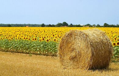 Сельское Хозяйство